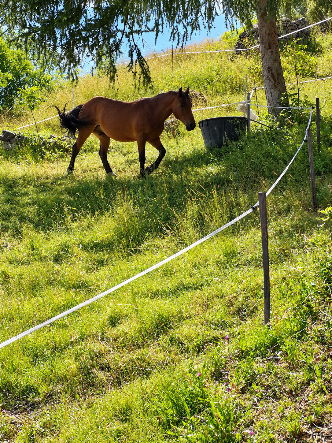 Azienda agricola in Valle d’Aosta – oltre 4 ettari, fabbricati rurali, acqua e impianto fotovoltaico